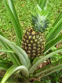 pineapple-287313_960_720