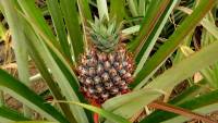 pineapple-571792_960_720