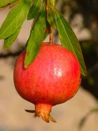 pomegranate-15011_960_720