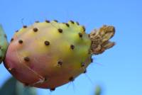 prickly-pear-1608579_960_720
