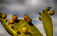 prickly-pears-3631123_960_720