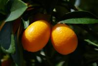kumquat-4437581_960_720