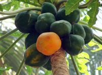 papaya-173660_960_720_1