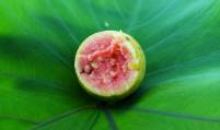 red-guava-1691430_1920